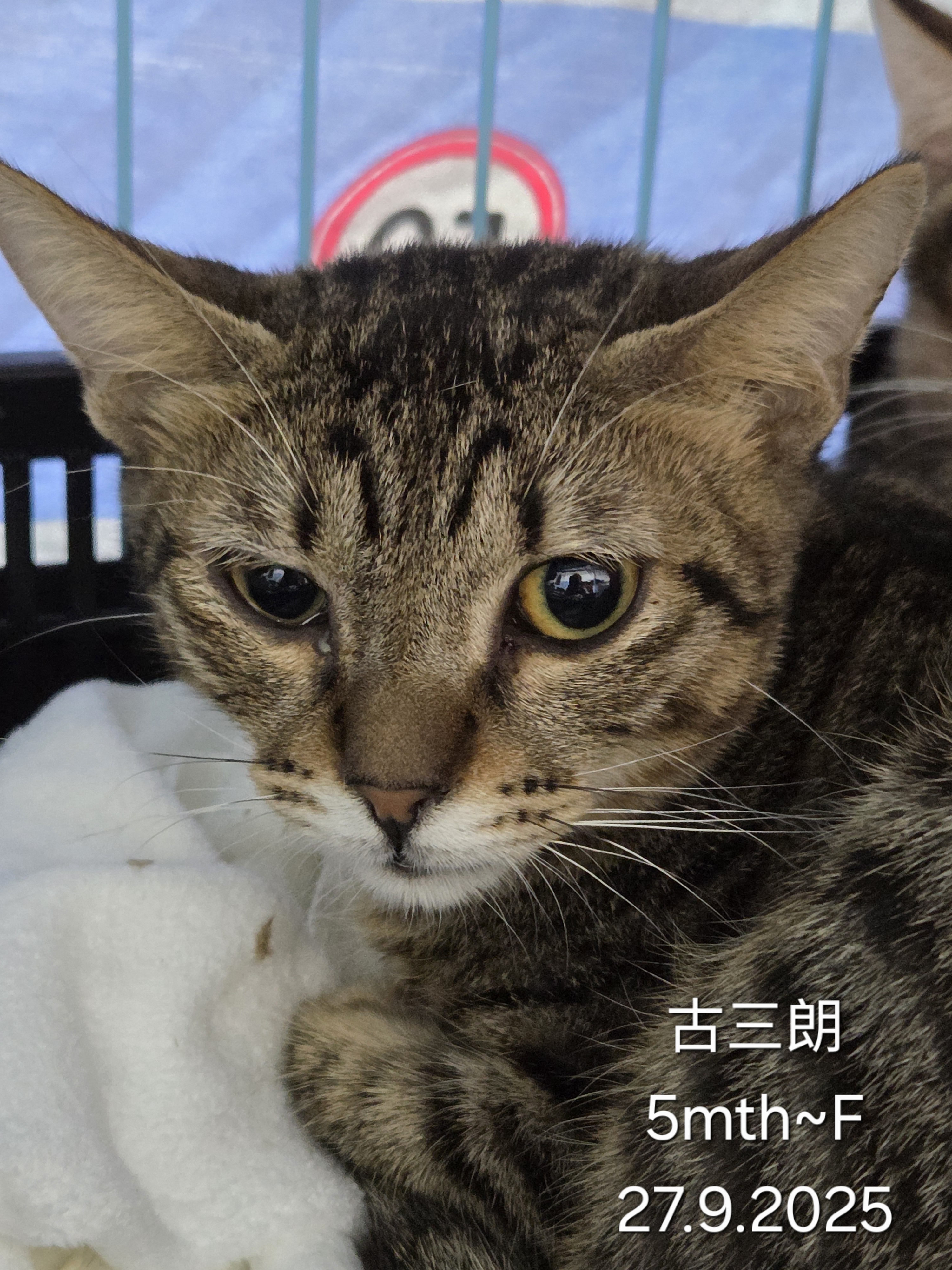 古三郎