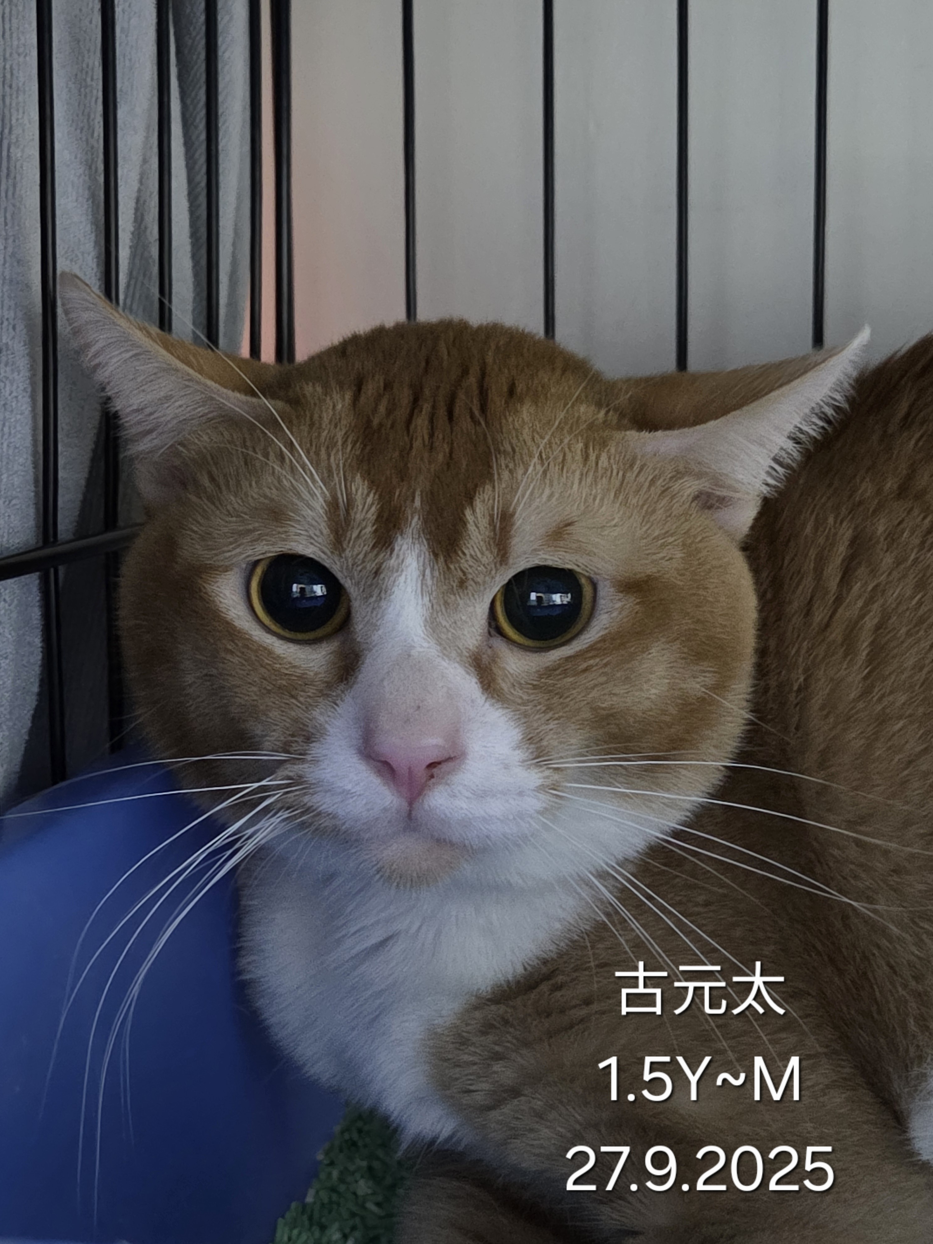 古元太