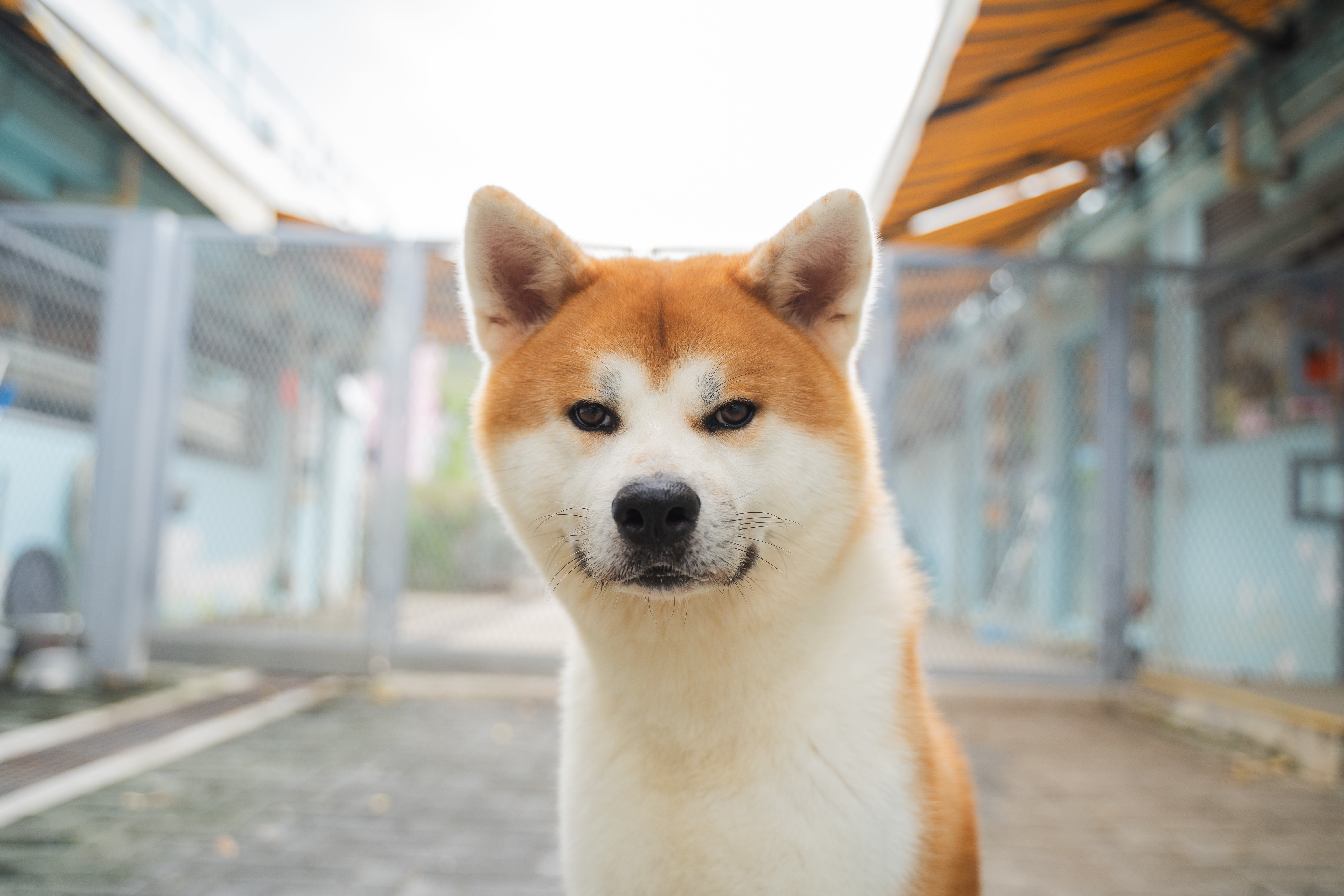 田田