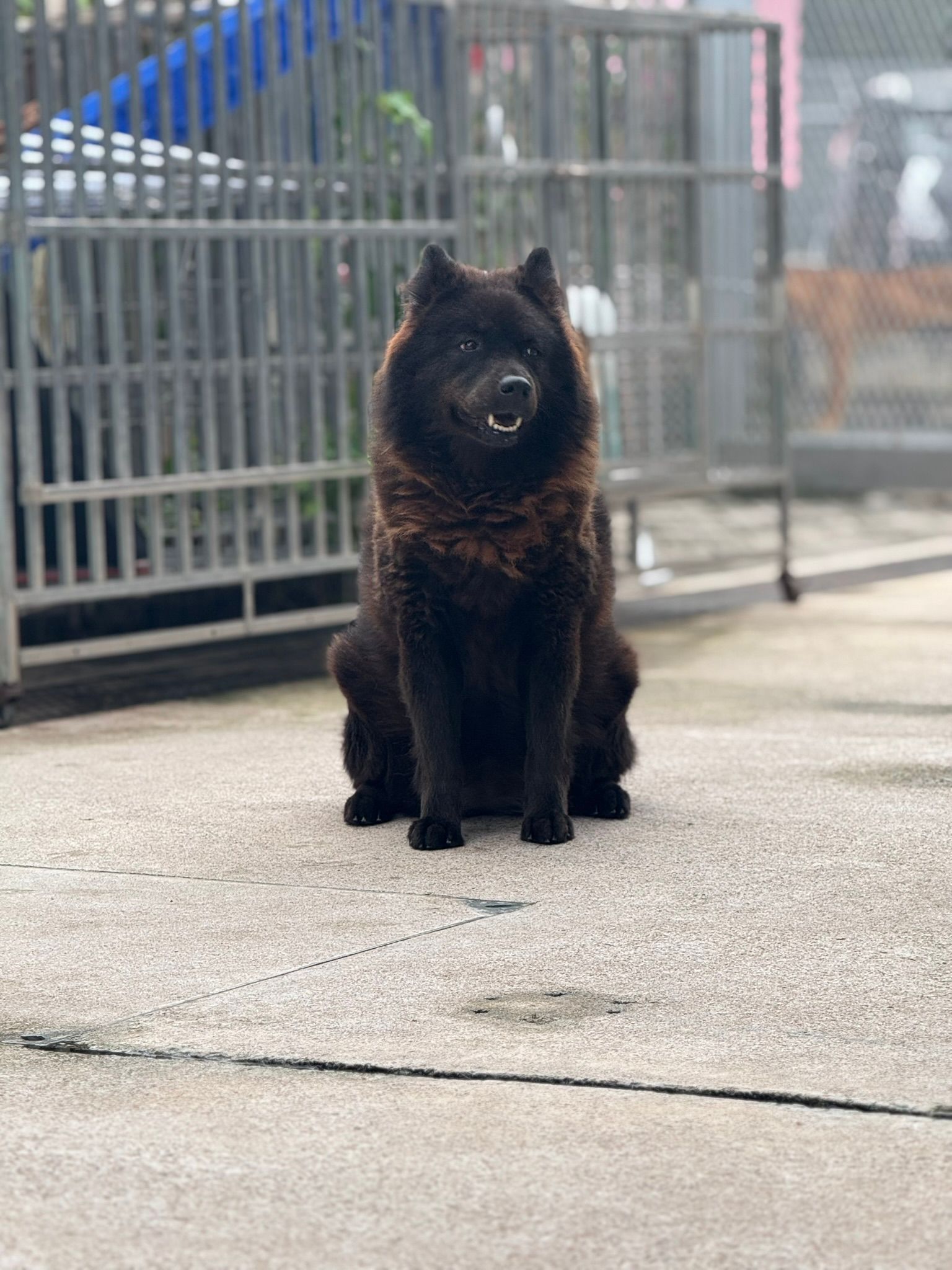 洪寶寶